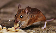 agricultural-pest-management Experts in Lenexa